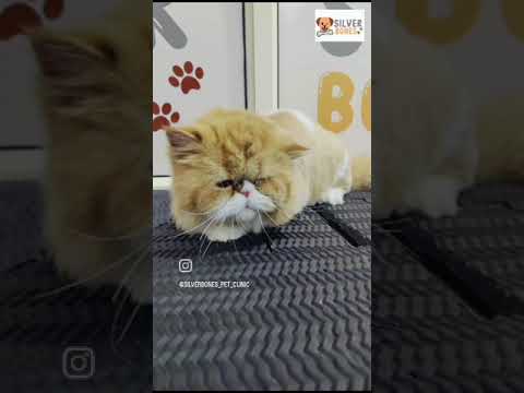 Silverbones #petgrooming #dog #petspa #persiancat  #petcareservices #petlovers #doglover #mysuru