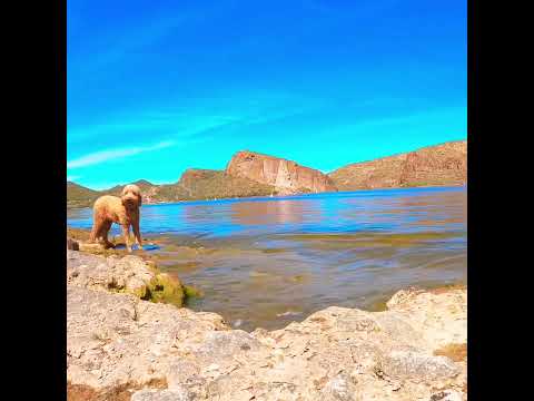 Fluffy Dog Enjoying The Relaxing Lake Views! #arizona #dog #viral #shorts #views