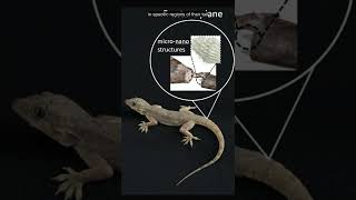 Ever Wondered if Humans Could Regrow Limbs??