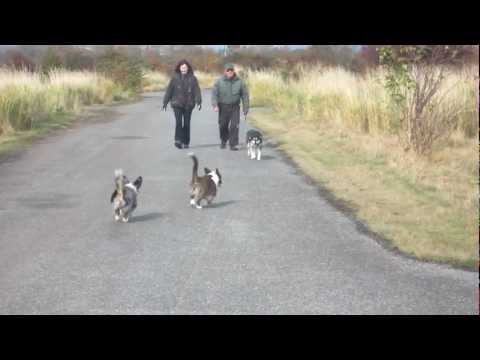 Boom greets a strange dog