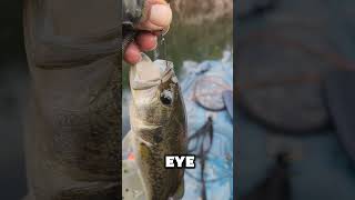 Testing out some new Hooks...Been Testing out some @spearpoint_hooks Last couple of weeks. #fishing