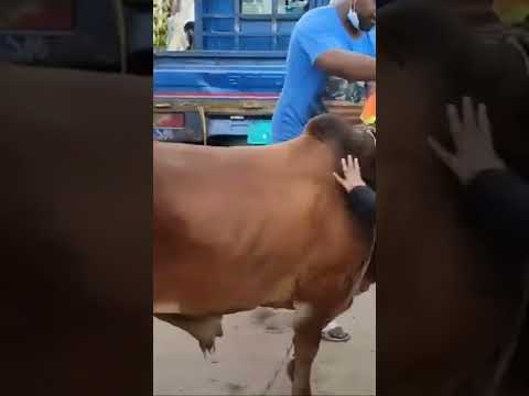 দেখেন বেশী ভাব দেখাতে গিয়ে কি করলো পাগলা গরু 🤣🤣😅🤣