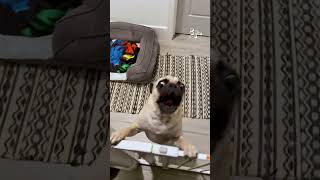 Super Crazy Pets | FUNNIEST Animals You Have Ever Seen