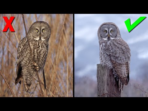 Bokeh effect in Wildlife Photography Telephoto Lens Secrets Revealed