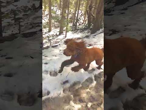 My Dog In The Snow For The First Time-AZ Goldendoodle #arizona #snow #dog
