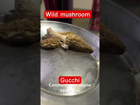 Gucchi ,wild mushroom /jangli mushroom