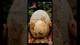 A Real Triceratops Egg Hatches in 4K ASMR 🥚🦖 ilustrasion #asmr #dinosaur #jurassicworld #egg