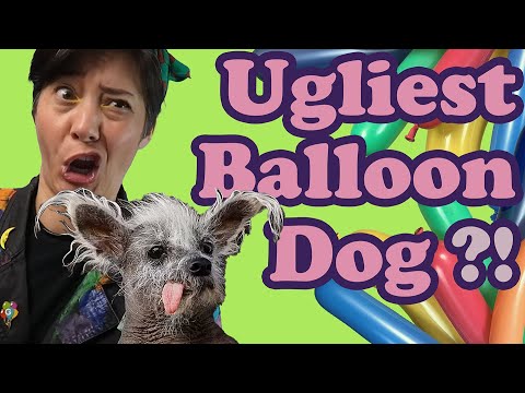 🤨The World's UGLIEST dog⁉️I made a Chinese Crested out of balloons🎈