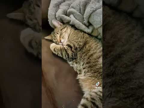 Sleepy kitty