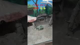 Patna zoo in snake 🐍🐍#pythonsofinstagram #snaketattoo #tattoo #snakelove #pythonregius #photography