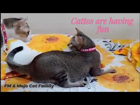 Cattos are having lots of fun 😂😅😂