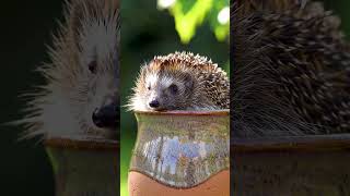 "Funny Hedgehog Moments 🦔😂 | #animals #funnyshorts #Shorts #funnyanimals"
