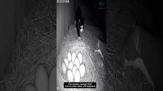 The Weasel Thief Had No Idea Who He Was Messing With