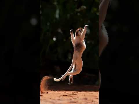 That Tune🌛♥️ #animals #millionviewers #deer #lion #shorts #shortsvideo