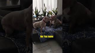 American bully pocket | Funny Adorable Dog Videos 2025