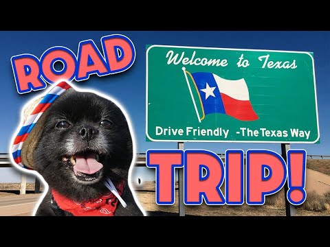 I drove from NYC to TEXAS to get a puppy! Driving 1000 miles for a dog!
