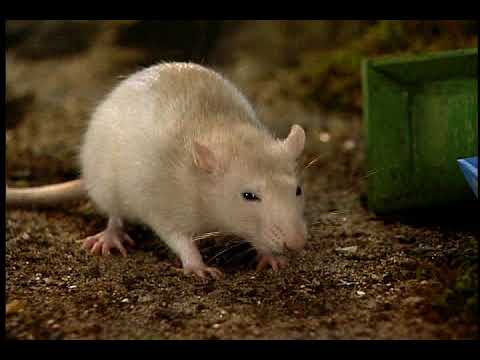 Hammy Hamster - Once Upon a Hamster - Episode 8