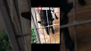 👿🐺AGGRESSIVE  WOLF🐺 - Awesome Funny Pet Animals 😇 #short #wolf #aggressive