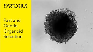 Advanced Cell Model Workflows and CellCelector Flex: Flexible Organoid Picking, Cases and Approaches