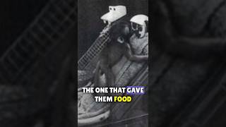 Harlow's monkey experiment | WONDRIX | #shorts