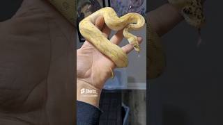 Citrus ♀️Pastel Lesser Clown #pythonregius #morphs #reptile #ballpython #snake #exotics #shorts #pet