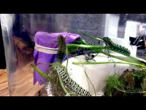 Swallowtail caterpillars eating 300x