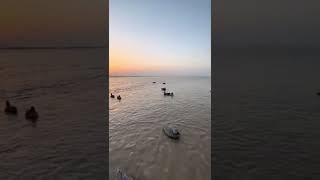 Ducks hunting indus river #pakistan #indusriver #duckshunting #outing
