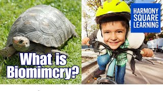 🍃🐦 "What is Biomimicry? - Nature's Ingenious Solutions Explored!" 🌿🐠