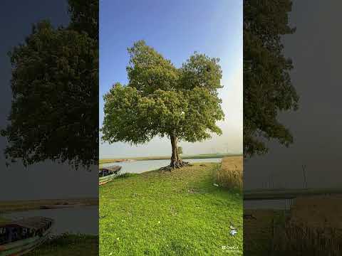 Whispers of the Wild #shorts