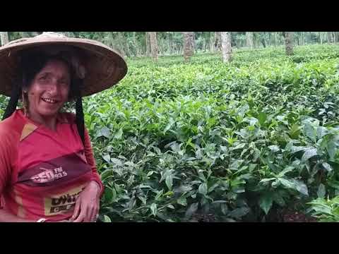 চা এর রাজধানী শ্রীমঙ্গল | চা এর সাথে বাঙ্গালীদের সখ্যতা বহু যুগের।সবচেয়ে বড় চা বাগানগুলো বাংলাদেশেই।