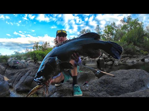 Big Murray cod insane eat in clear water. ( cod fishing Australia ).