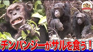 [Viewer discretion advised] Shocking video of chimpanzees attacking and eating small monkeys! We ...