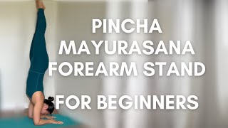 How to do Forearm Stand Pincha Mayurasana #pinchamayurasana #yogaforbeginners #yogapractice #yoga