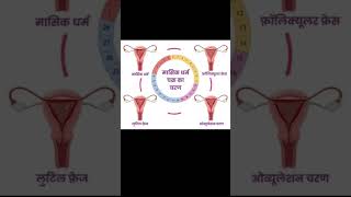 Menstrual cycle Step #ytshorts #trending #shorts #viralvideo #bestknowledge