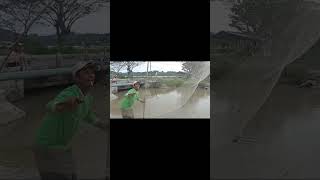 mancin ikan nila#mancingmania #ikannila #fyp #mancingjaring #mancingjaring #hobimancing