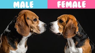 Male VS Female Beagle: 10 Differences You NEED To Know