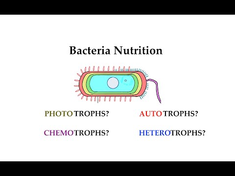 Bacteria nutrition (#10)