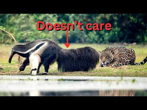 HOW Giant Anteaters SLAY Jaguars