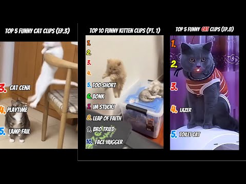 Funny Cats Ranked Compilation !