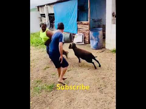 Dangerous Sheep ! #viral @MrBeast @Comedian_Swami