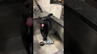 The Shocking Truth About Black Cats 🖤 #blackcat  #catcontent #catshorts