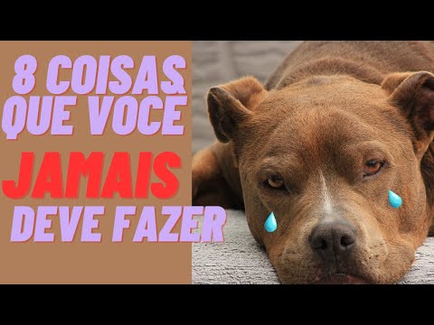 8 coisas que você jamais deve fazer com um Pitbull