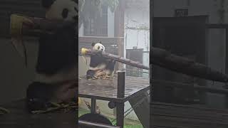 #PandaClub #Shorts #panda #CutePandas #FunnyPandas #PandaLovers
