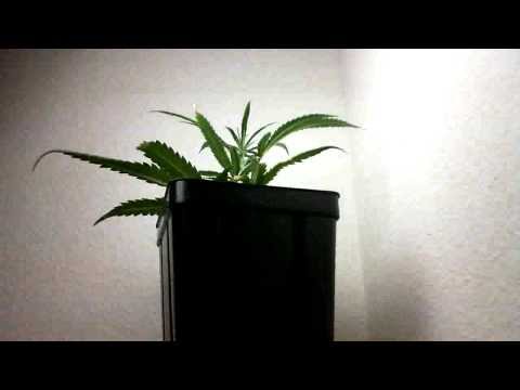 Super Lemon Haze Clone Timelapse (720p)