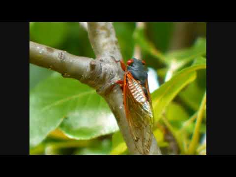 cicadas invade tennessee 2011