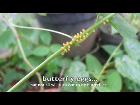 Hungry Caterpillar 4