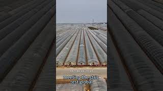 Fresh Fruits & Vegetables Export from China | Shuangwen Fruit & Veg