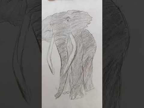 Elephant drawing