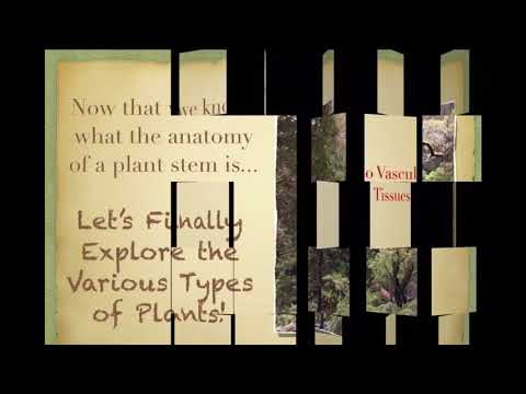 Kingdom Plantae Classification