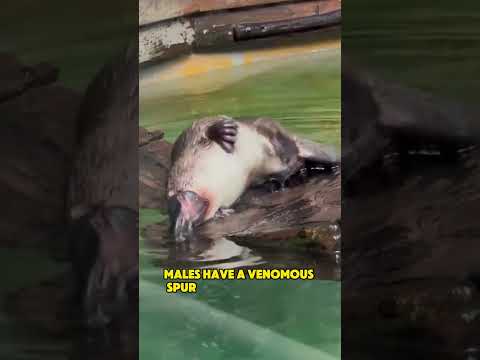 The Platypus Nature's Most Bizarre Mashup!